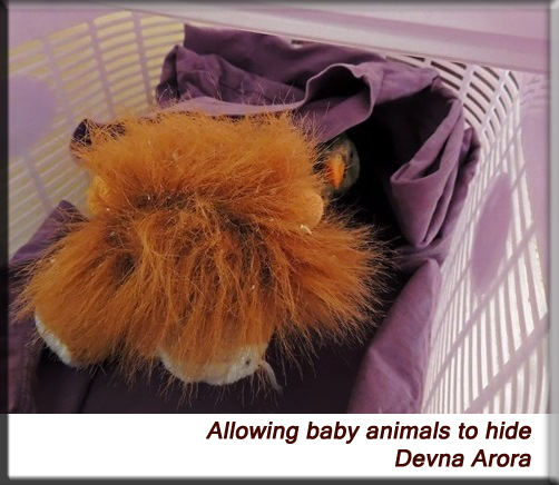 Devna Arora - Allowing baby animals to hide